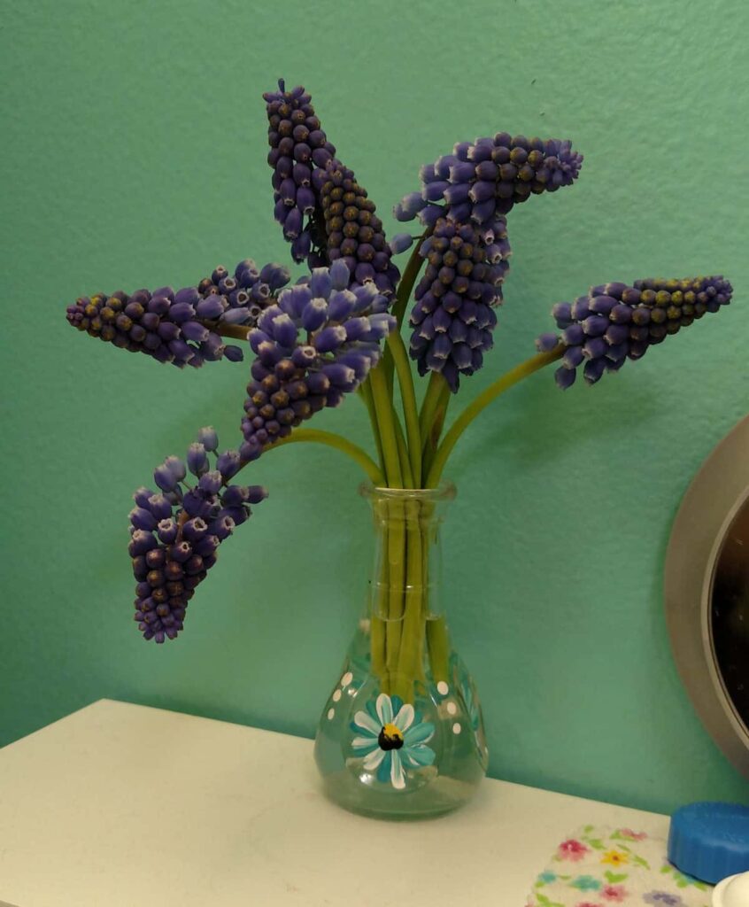 muscari flowers (bluebells) also known as grape hyacinths