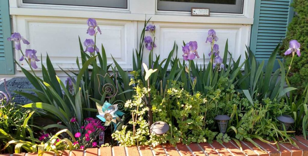 lavender irises in a flower bed