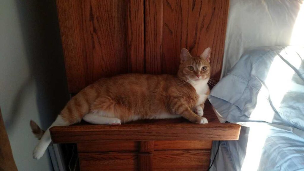 cat sitting on the pullout nightstand