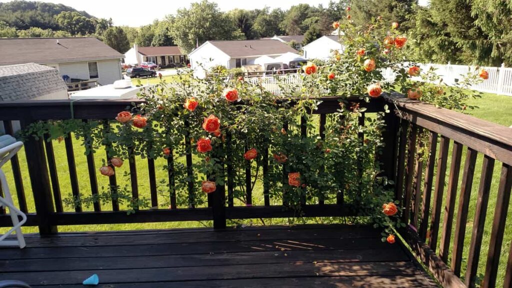 climbing peach rose (Lady of Shalott)