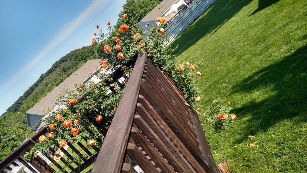 another view of peach climbing rose from David Austin Roses