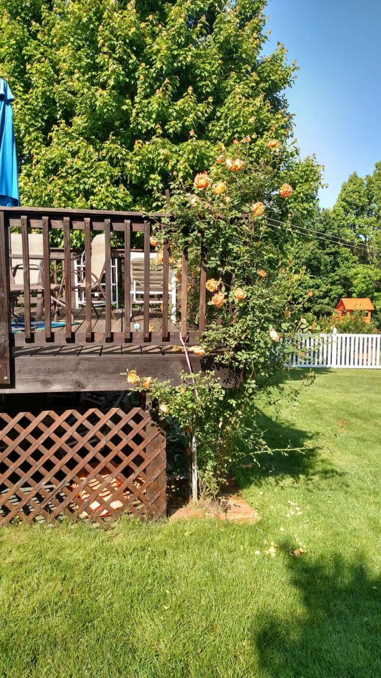 Stained Deck with Black Walnut TWP