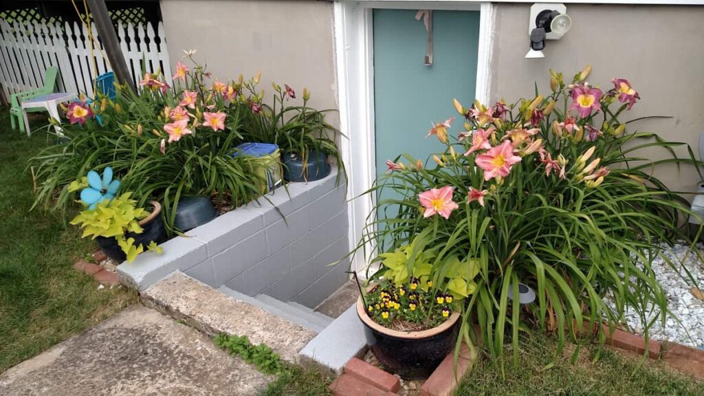 light pink day lilies