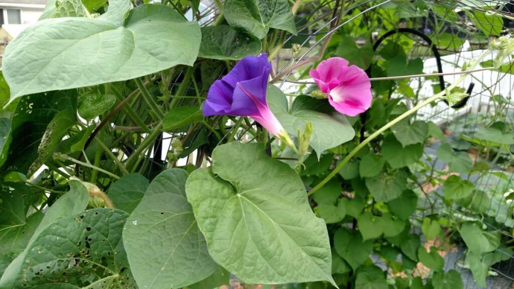 morning glories