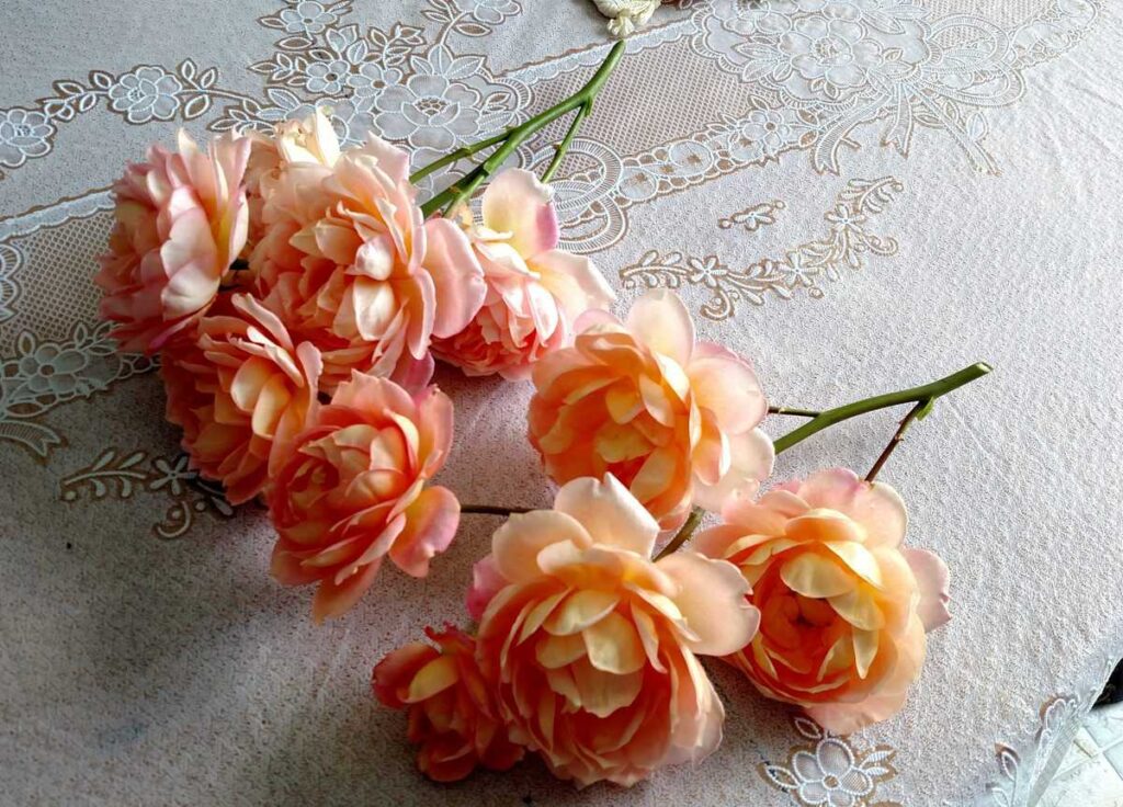 peach cut roses