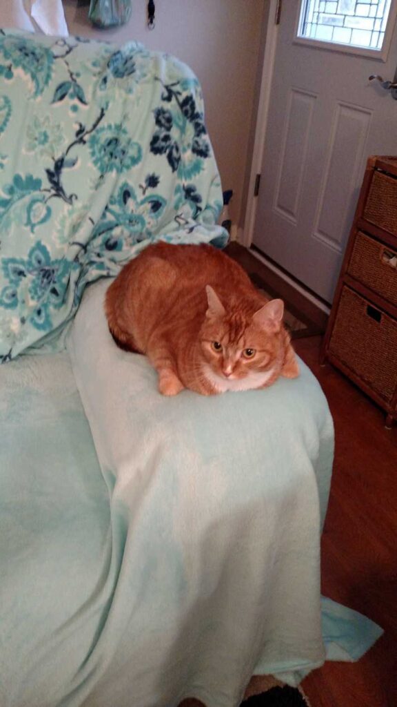 cat laying on fabric on arm of chair