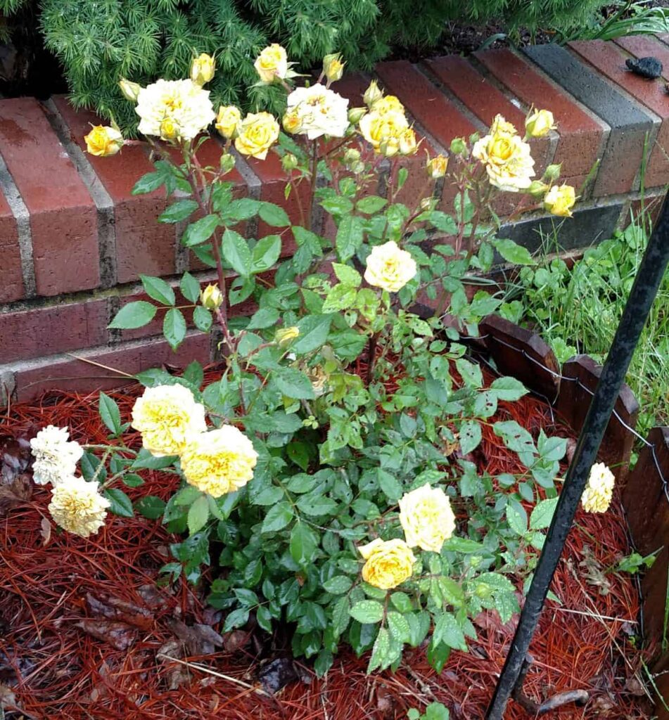 miniature yellow rose bush