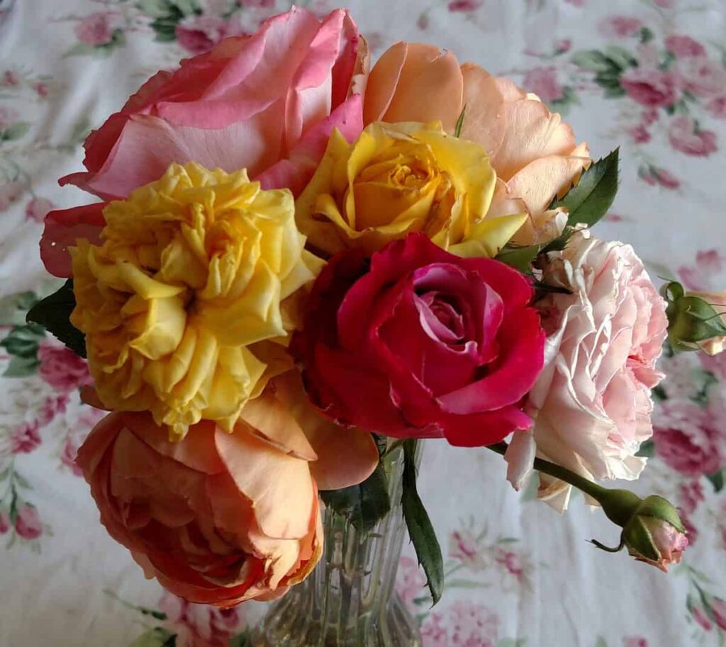 bouquet of cut roses from my garden