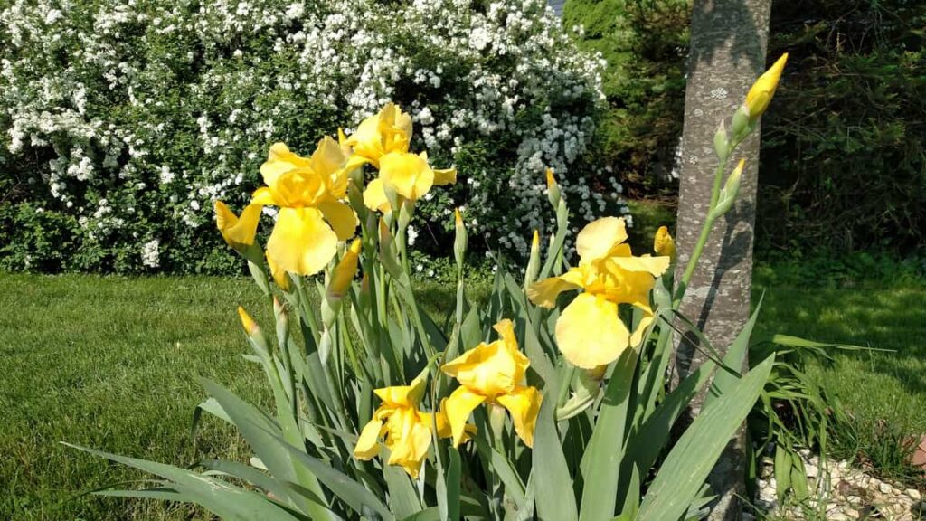 Large yellow irises