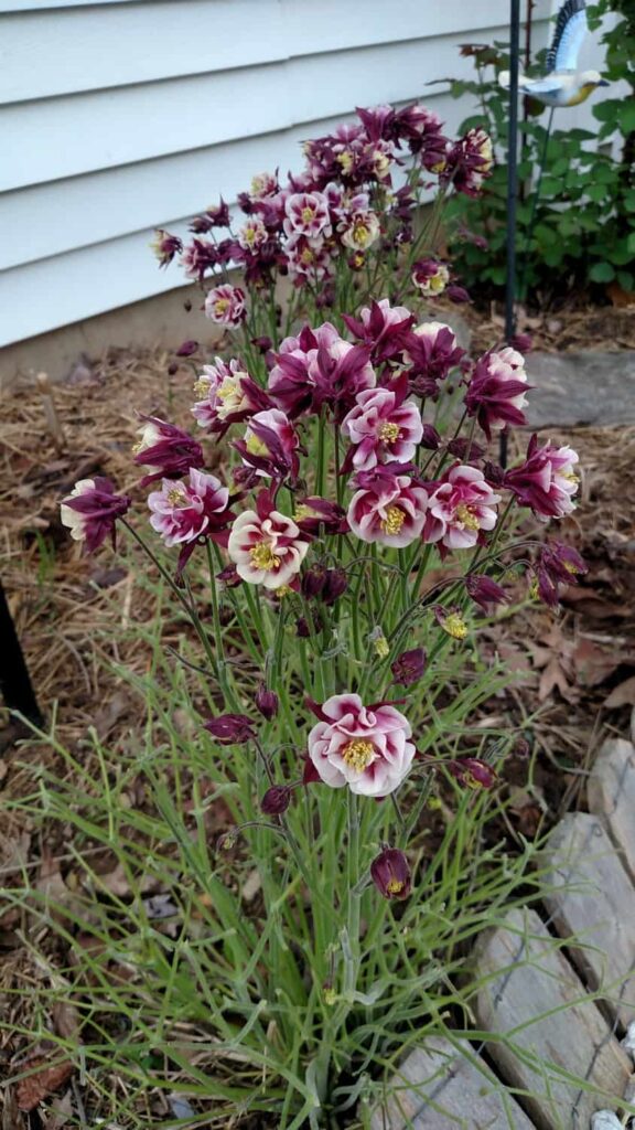 Columbine flower-- variety is "winkly double red white"