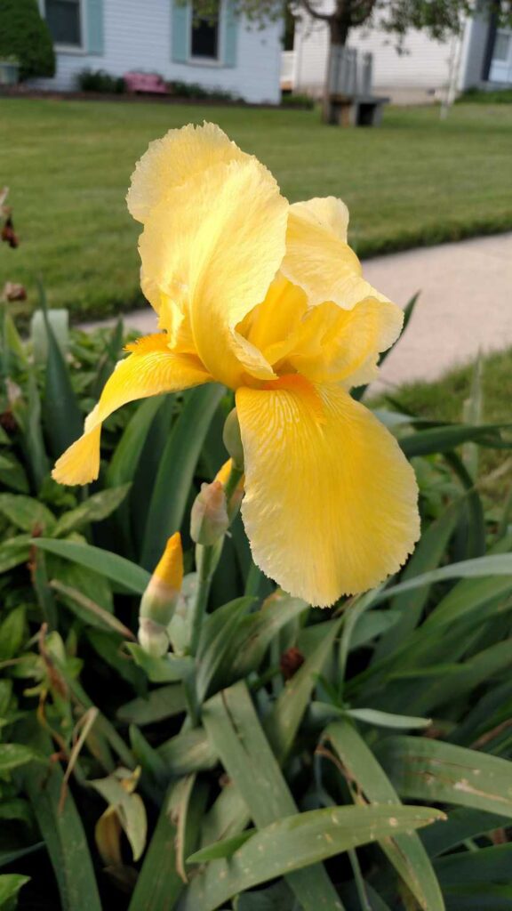 Giant Yellow Iris