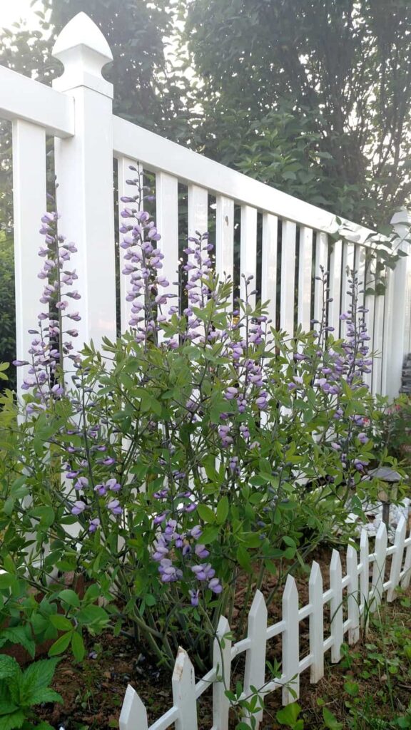 False Indigo (Baptisia)