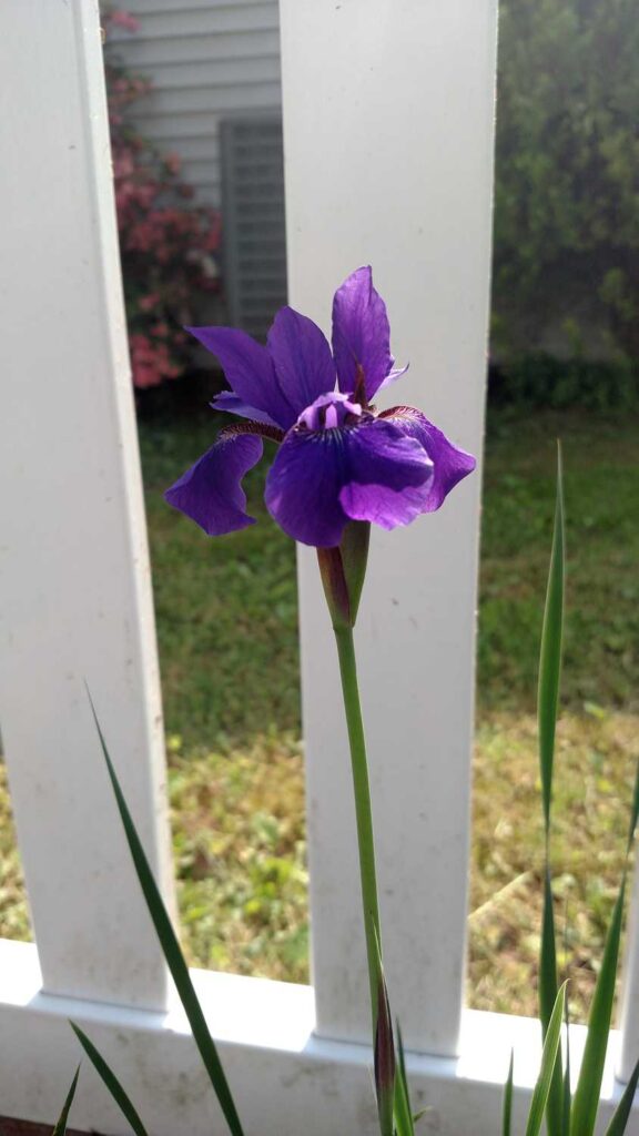 Japanese iris