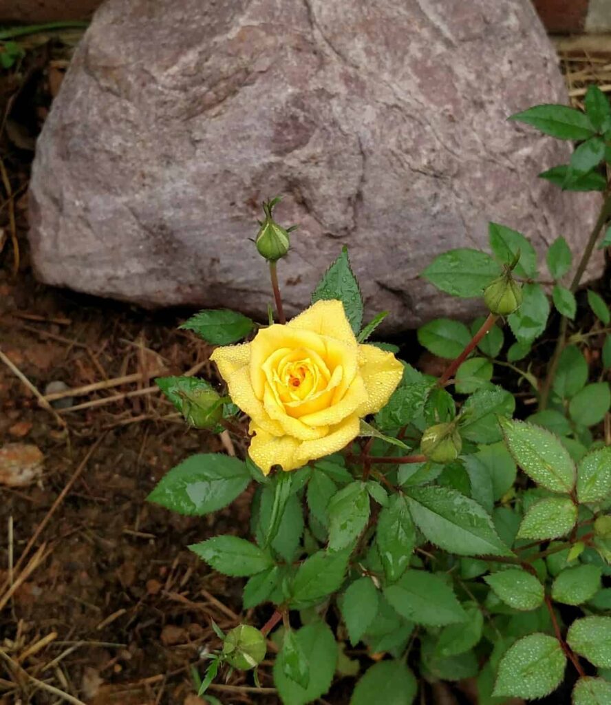 closeup of miniature yellow rose