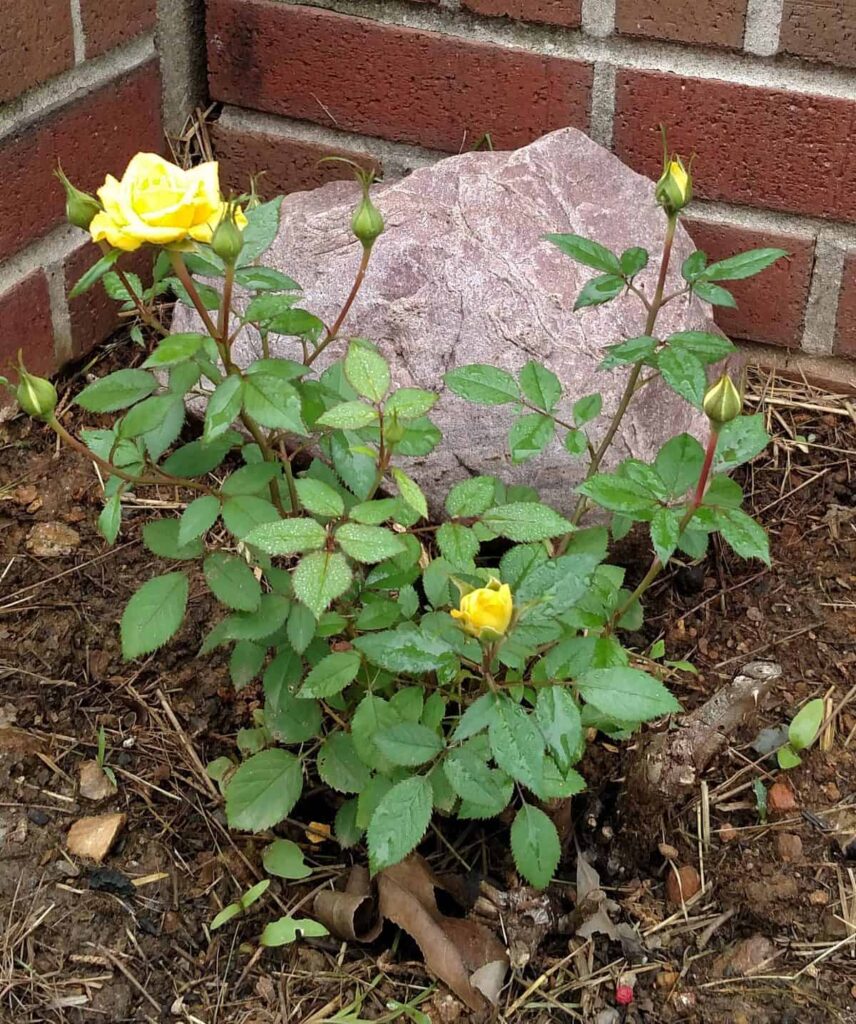 mini yellow rose bush with pink quartzite