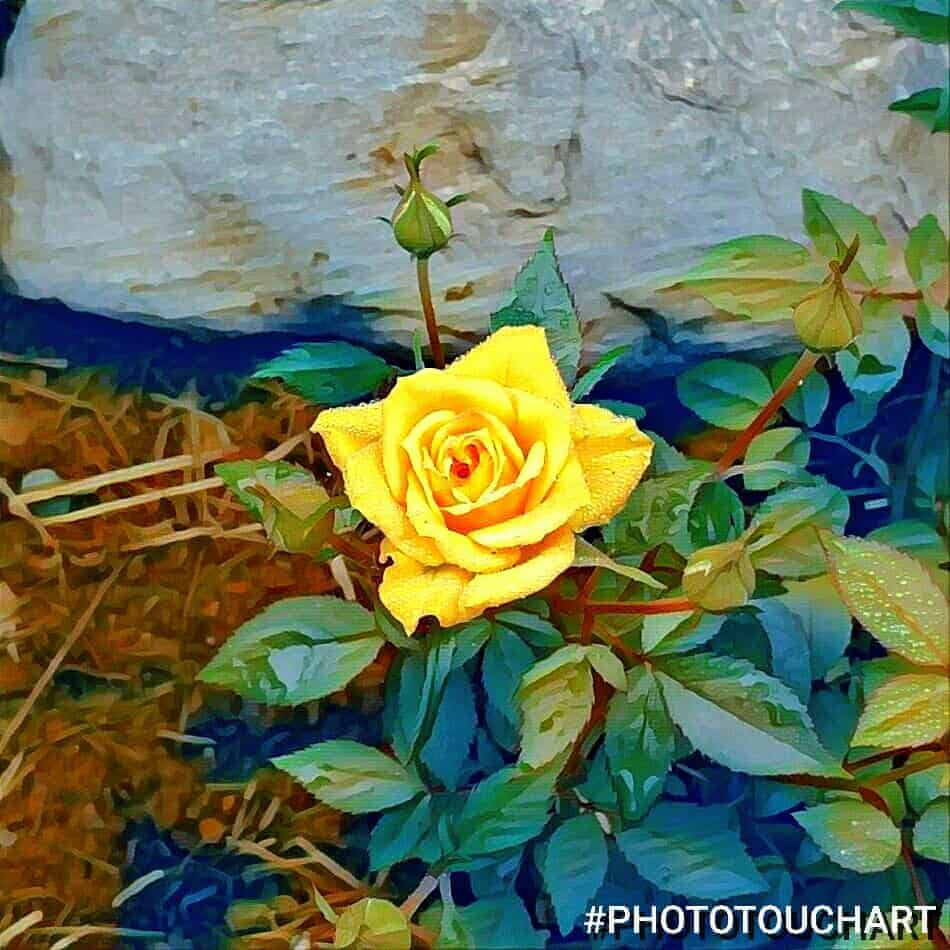 yellow rose altered with an app