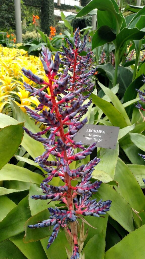 Longwood Gardens Tour https://www.b4andafters.com