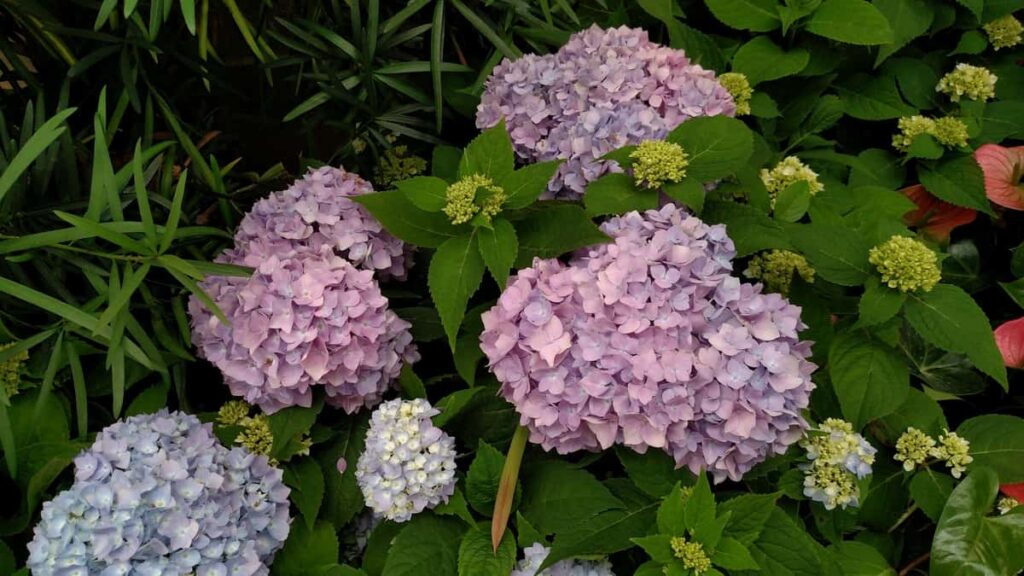 Longwood Gardens Tour https://www.b4andafters.com