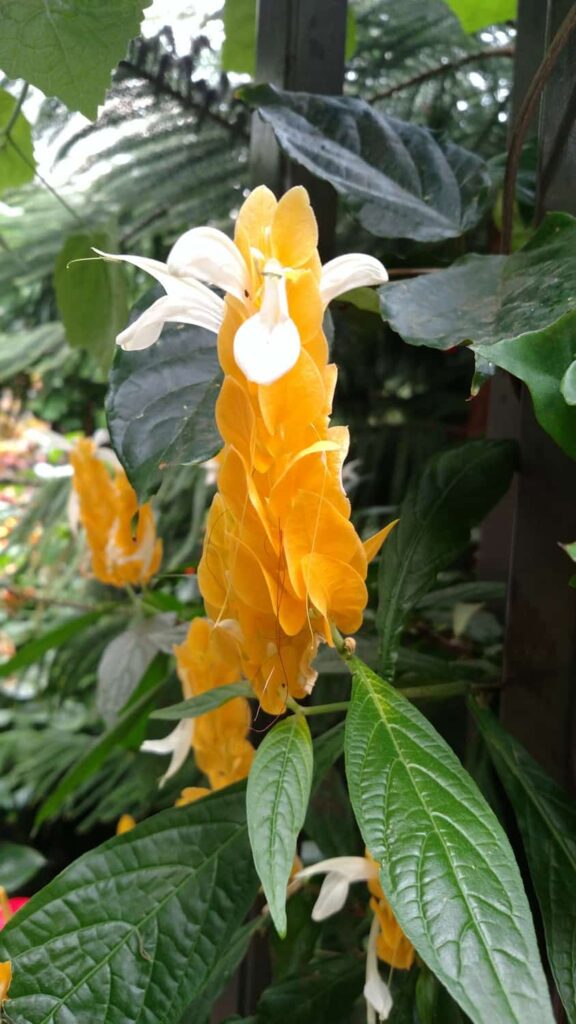 Longwood Gardens Tour https://www.b4andafters.com