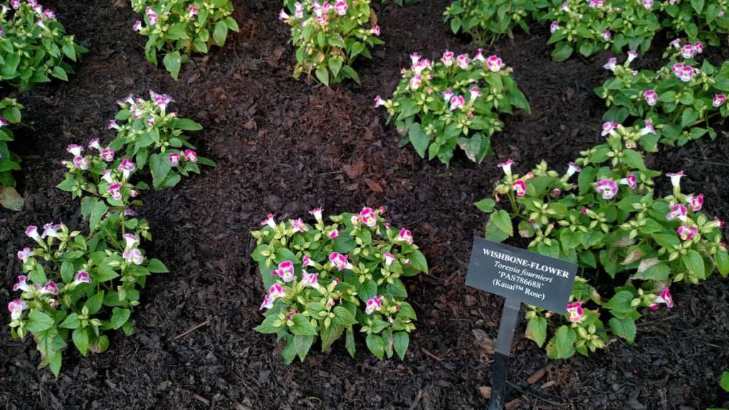 Longwood Gardens Tour https://www.b4andafters.com