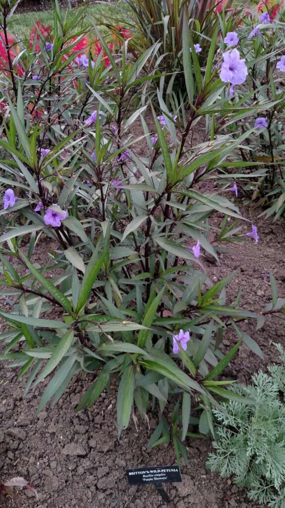 Longwood Gardens Tour https://www.b4andafters.com