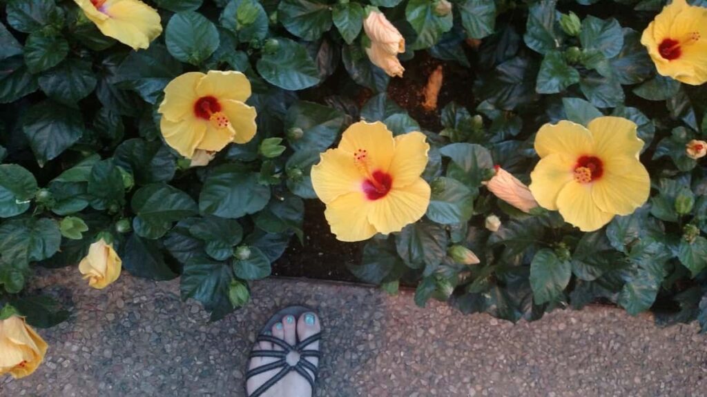 Longwood Gardens Tour https://www.b4andafters.com