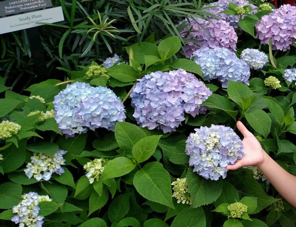 Longwood Gardens Tour https://www.b4andafters.com