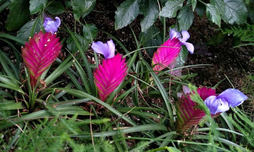 Longwood Gardens Tour https://www.b4andafters.com
