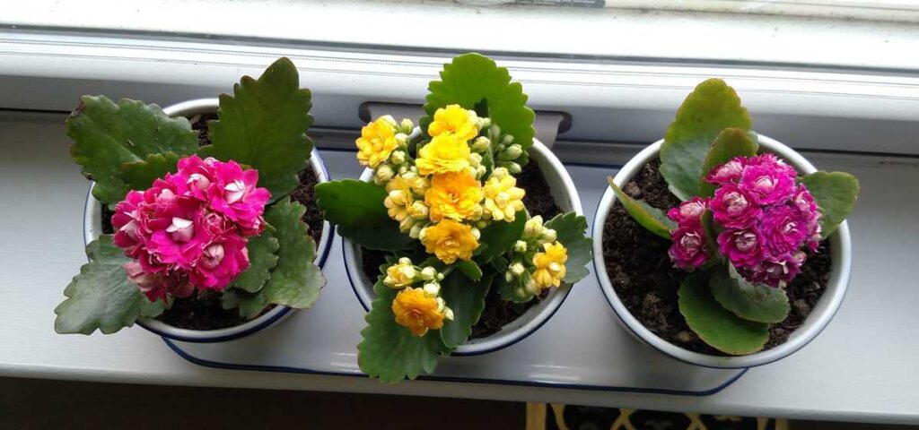 three colors of kolanchoe plants