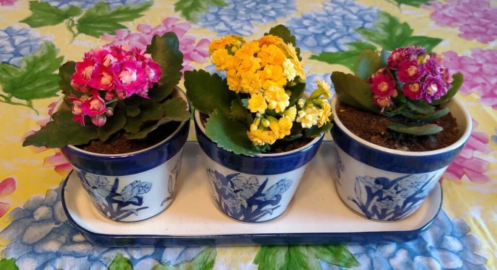 three beautiful kolanchoe plants