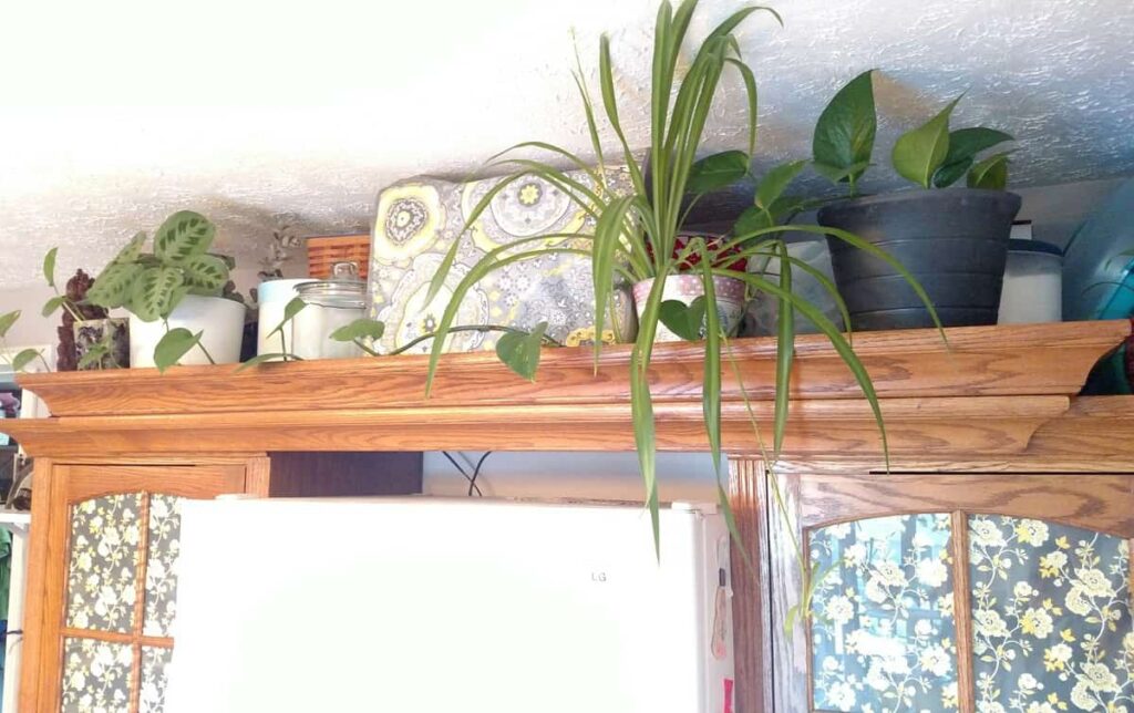 plants above the refrigerator cabinet surround