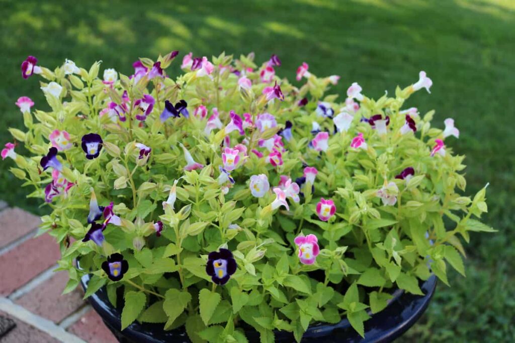 Garden at Summer's End https://www.b4andafters.com colorful torenia