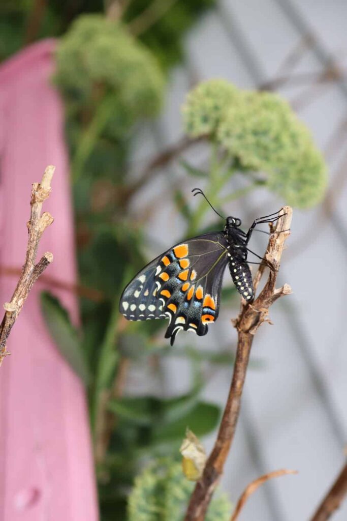Garden at Summer's End https://www.b4andafters.com gorgeous swallowtail butterfly closeup