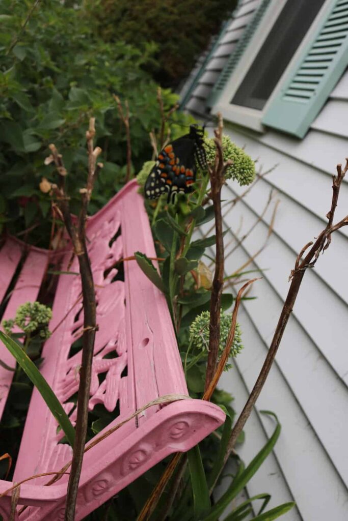 Garden at Summer's End https://www.b4andafters.com swallowtail butterfly on a dried flower stem
