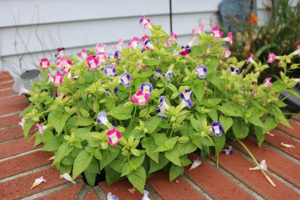 Garden at Summer's End https://www.b4andafters.com pretty little flowers