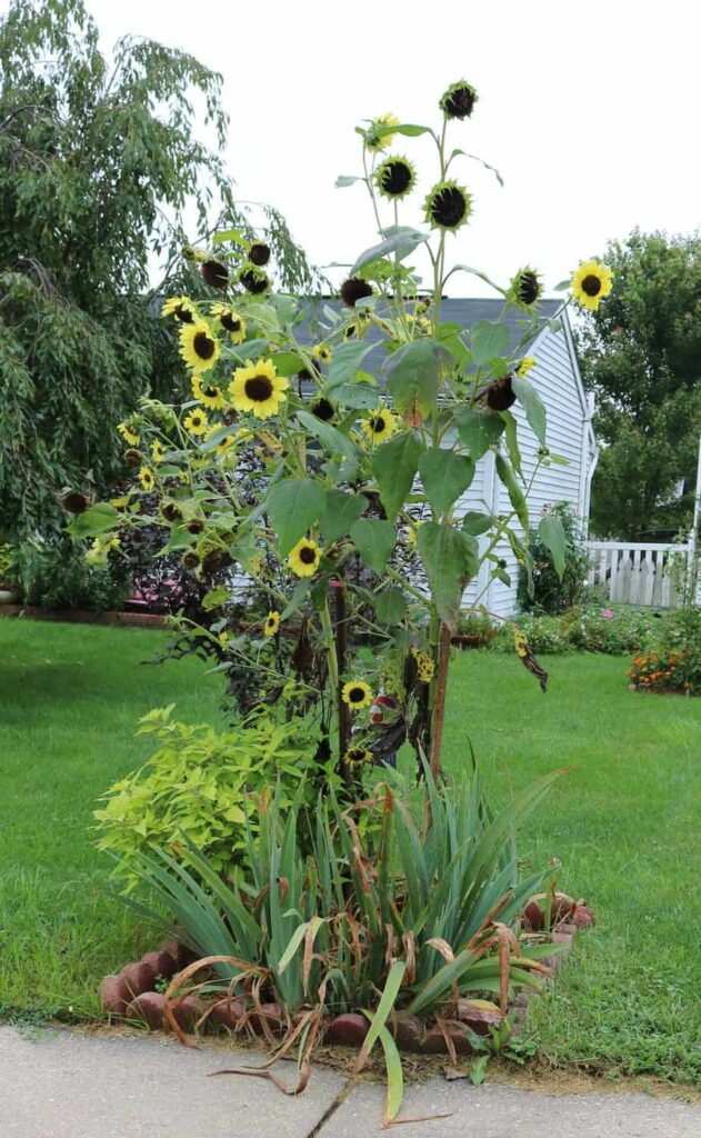 Garden at Summer's End https://www.b4andafters.com growing sunflowers