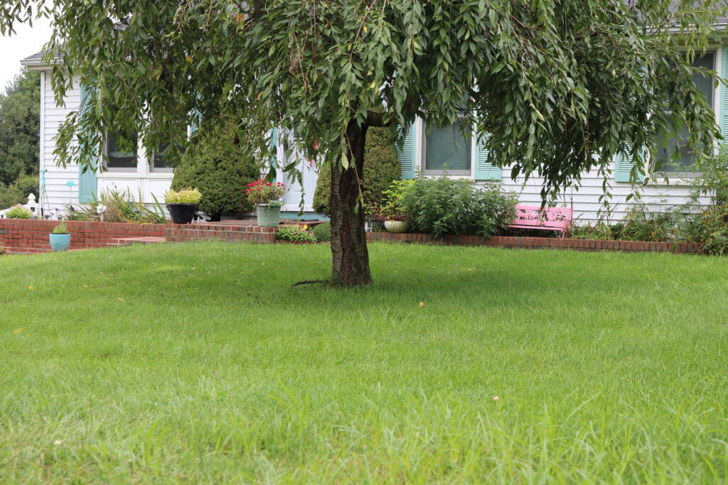 Garden at Summer's End https://www.b4andafters.com weeping tree