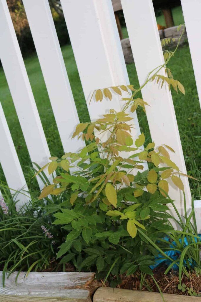 Garden at Summer's End https://www.b4andafters.com trying to transplant a wisteria