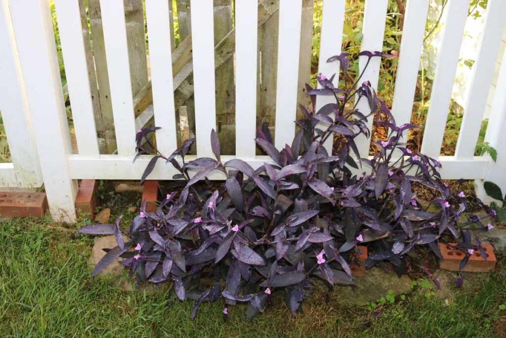 Garden at Summer's End https://www.b4andafters.com purple heart plant