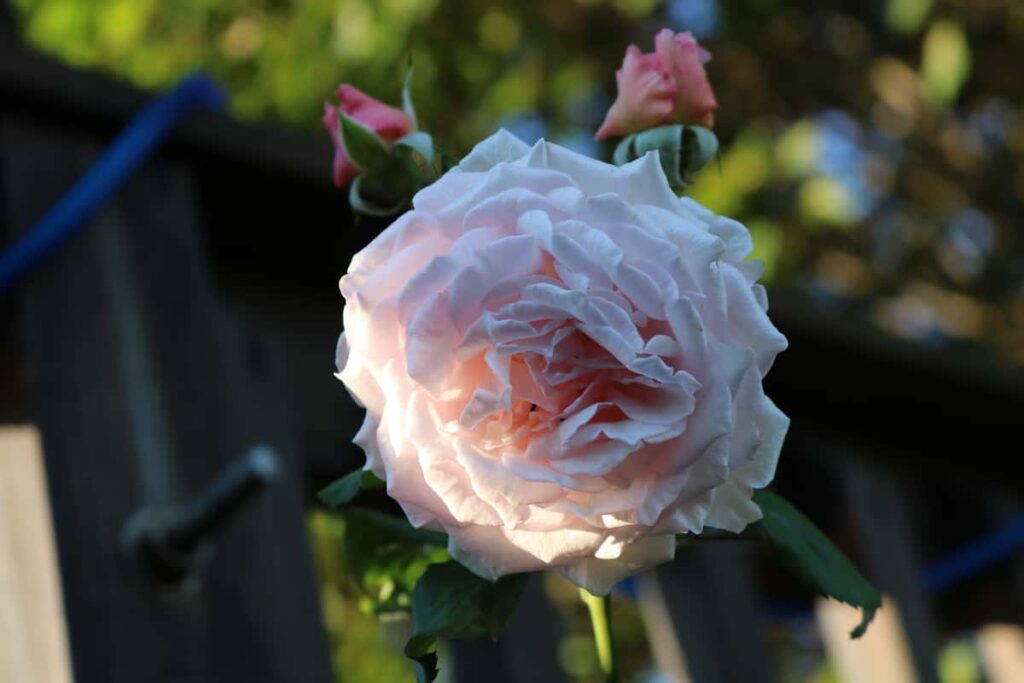 Garden at Summer's End https://www.b4andafters.com pink rose from David Austen