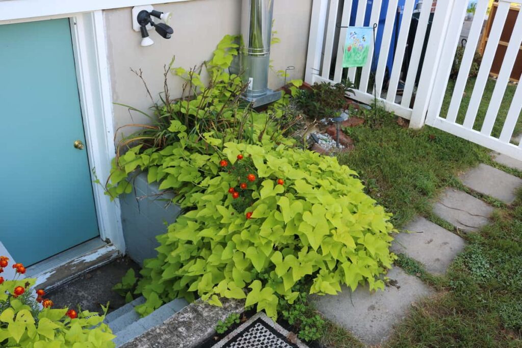 Garden at Summer's End https://www.b4andafters.com pretty sweet potato vine likes the shade