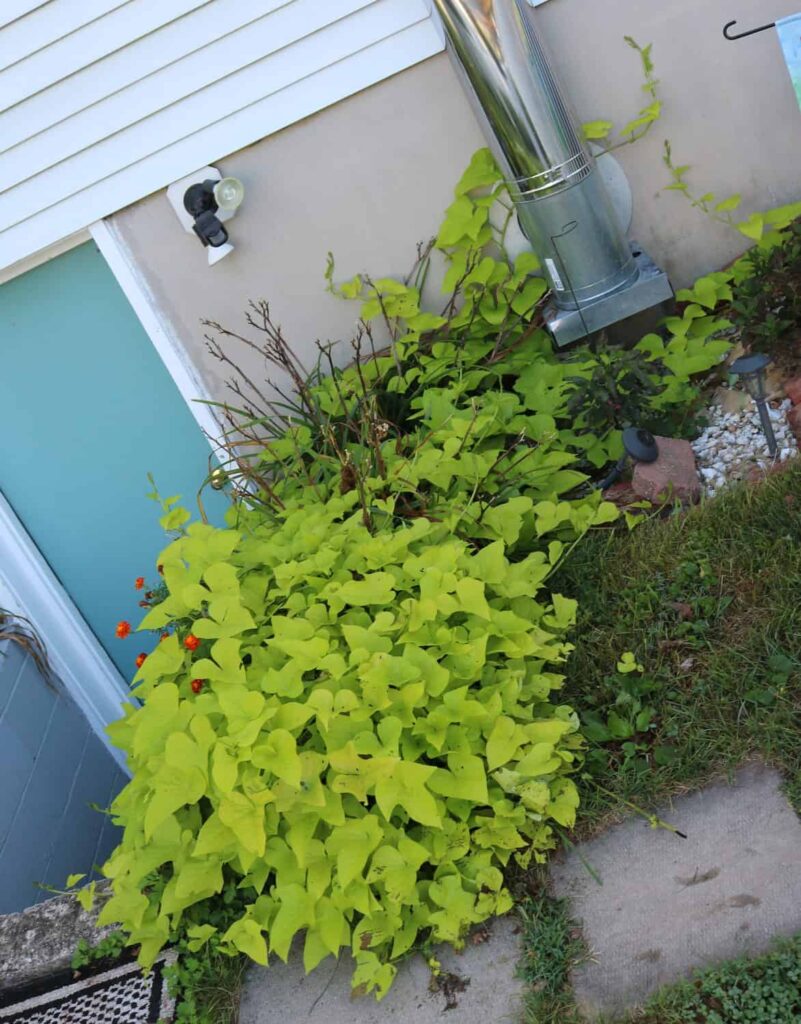 Garden at Summer's End https://www.b4andafters.com sweet potato vine
