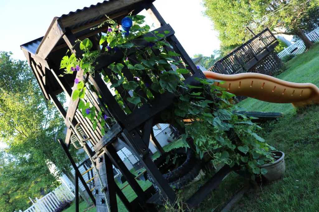 Garden at Summer's End https://www.b4andafters.com morning glories on a playset