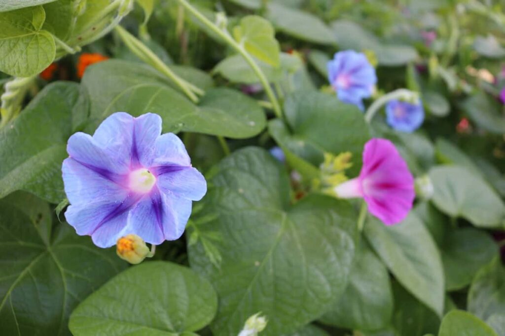Garden at Summer's End https://www.b4andafters.com morning glory