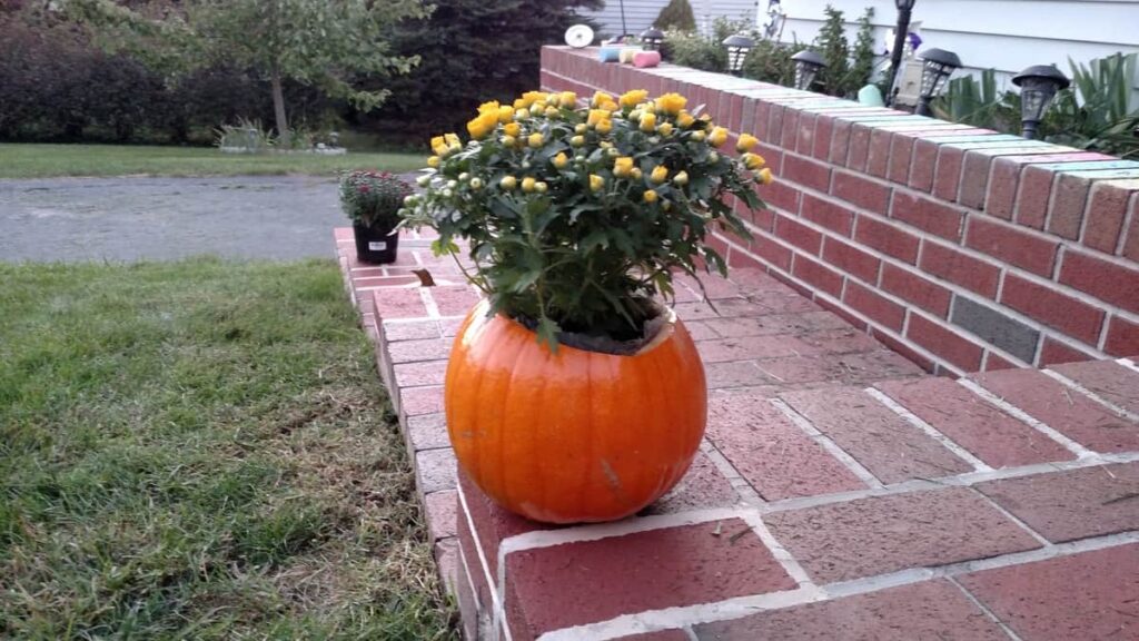 mums in a pumpkin