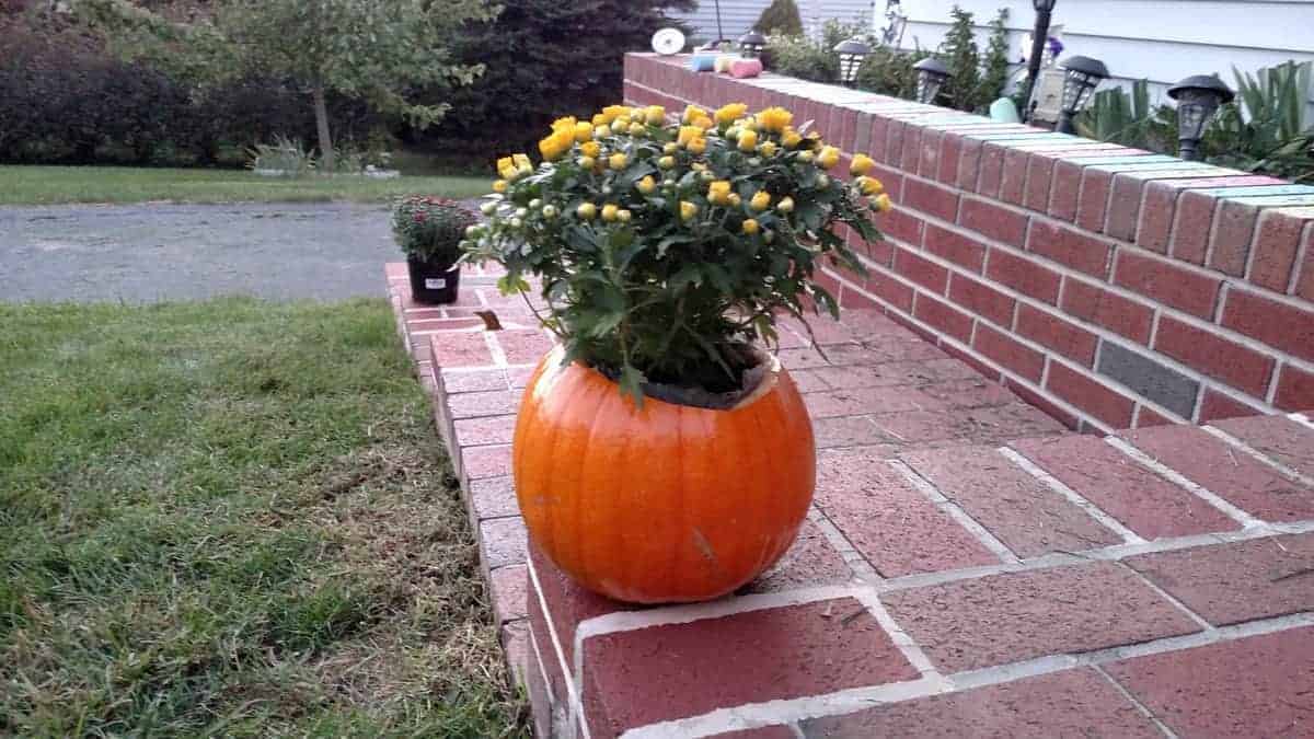 mum in a pumpkin