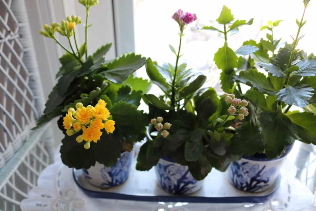 growing kolanchoe plants