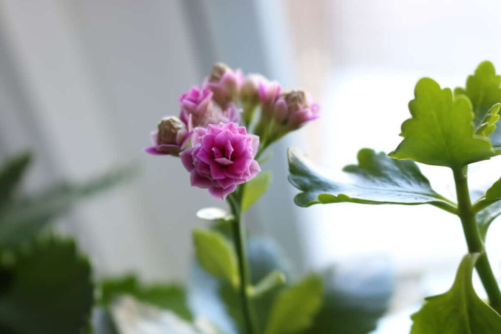 closeup of pink kolanchoe