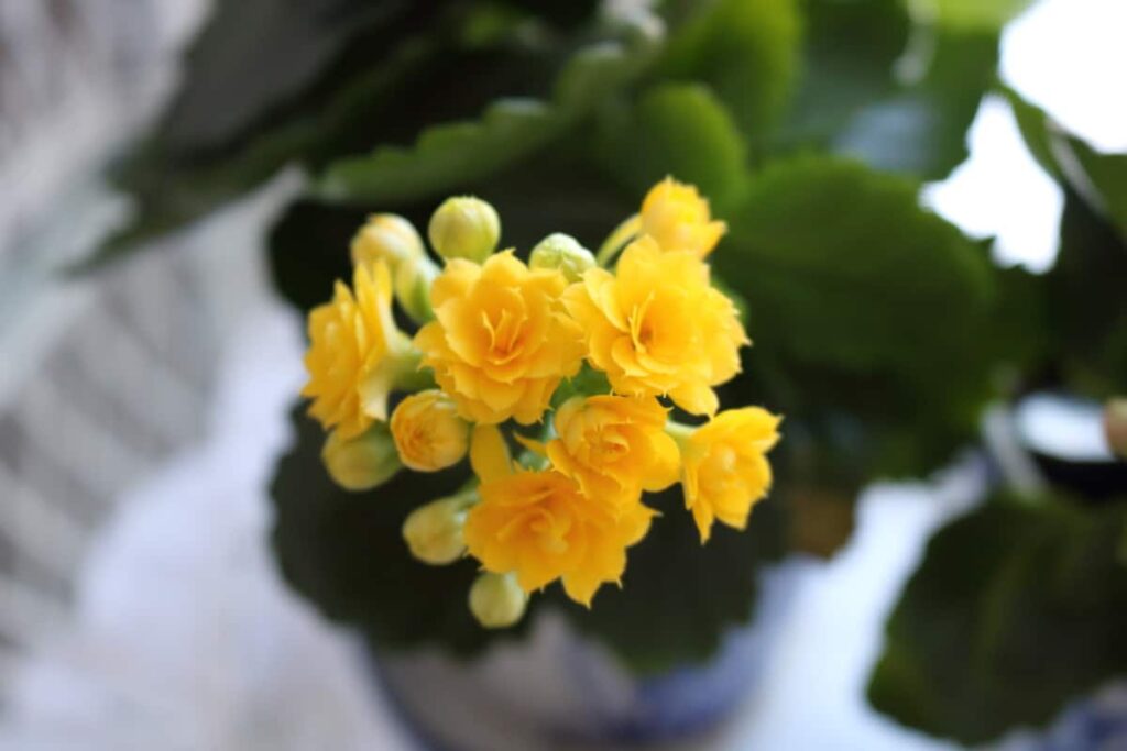 closeup of yellow kolanchoe