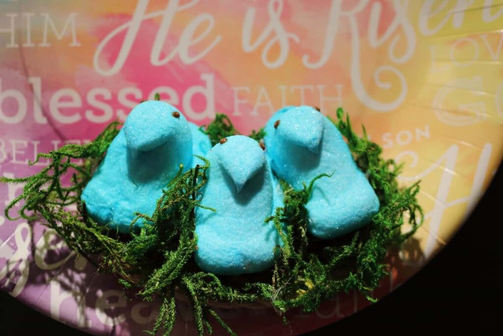 closeup of three blue chicks in marshmallow peeps nest